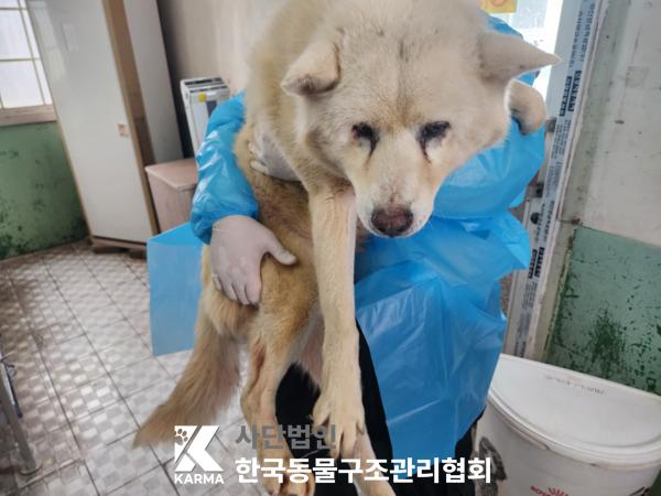 한국동물구조관리협회_441406202500164